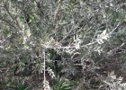 <i>Schinus lentiscifolius</i> Marchand [Anacardiaceae]