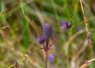 <i>Eryngium urbanianum</i> H. Wolff [Apiaceae]