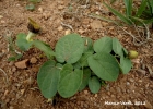 <i>Aristolochia curviflora</i> Malme [Aristolochiaceae]
