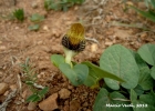 <i>Aristolochia curviflora</i> Malme [Aristolochiaceae]