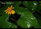 <i>Acmella serratifolia</i> R.K. Jansen [Asteraceae]
