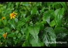 <i>Acmella serratifolia</i> R.K. Jansen [Asteraceae]