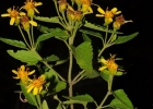 <i>Calea clematidea</i> Baker [Asteraceae]