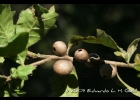 <i>Schinus polygamus</i> (Cav.) Cabrera [Anacardiaceae]