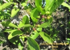 <i>Schinus polygamus</i> (Cav.) Cabrera [Anacardiaceae]