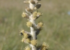 <i>Gochnatia cordata</i> Less. [Asteraceae]