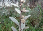 <i>Moquiniastrum cinereum</i> (Hook. & Arn.) G. Sancho [Asteraceae]
