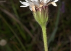 <i>Holocheilus monocephalus</i> C.A. Mondin [Asteraceae]