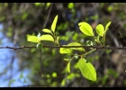 <i>Annona glabra</i> L. [Annonaceae]