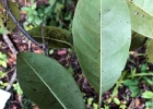 <i>Annona glabra</i> L. [Annonaceae]