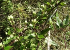 <i>Mikania hastato-cordata</i> Malme [Asteraceae]