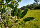 <i>Annona glabra</i> L. [Annonaceae]