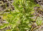 <i>Mikania pinnatiloba</i> DC. [Asteraceae]