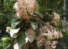 <i>Mikania rufescens</i> Sch. Bip. ex Baker [Asteraceae]