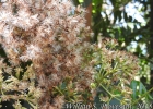 <i>Mikania rufescens</i> Sch. Bip. ex Baker [Asteraceae]