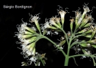 <i>Mikania viminea</i> DC. [Asteraceae]