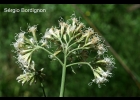<i>Mikania viminea</i> DC. [Asteraceae]