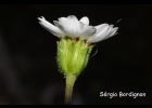 <i>Perezia multiflora</i> (Bonpl.) Less. [Asteraceae]