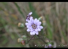 <i>Perezia squarrosa</i> (Vahl) Less. [Asteraceae]