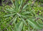 <i>Perezia squarrosa</i> (Vahl) Less. [Asteraceae]