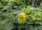 <i>Smallanthus connatus</i> (Spreng.) H. Rob. [Asteraceae]