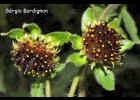 <i>Smallanthus connatus</i> (Spreng.) H. Rob. [Asteraceae]