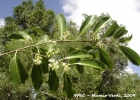 <i>Prunus myrtifolia</i> (L.) Urb. [Rosaceae]