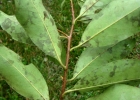 <i>Prunus myrtifolia</i> (L.) Urb. [Rosaceae]