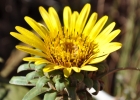 <i>Trichocline catharinensis</i> Cabrera [Asteraceae]