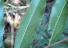 <i>Banara parviflora</i> (A. Gray) Benth. [Salicaceae]
