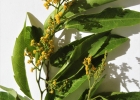 <i>Banara parviflora</i> (A. Gray) Benth. [Salicaceae]