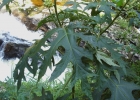 <i>Solanum affine</i> Sendtn.  [Solanaceae]