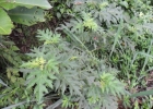 <i>Solanum affine</i> Sendtn.  [Solanaceae]