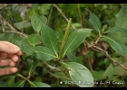 <i>Hillia parasitica</i> Jacq. [Rubiaceae]