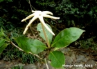 <i>Hillia parasitica</i> Jacq. [Rubiaceae]