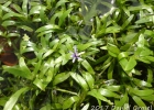 <i>Heteranthera zosterifolia</i> Mart. [Pontederiaceae]