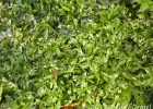 <i>Heteranthera zosterifolia</i> Mart. [Pontederiaceae]