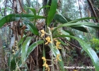 <i>Gomesa crispa</i> (Lindl.) Klotzsch ex Rchb. f. [Orchidaceae]