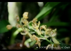 <i>Gomesa recurva</i> R. Br.  [Orchidaceae]