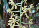 <i>Gomesa crispa</i> (Lindl.) Klotzsch ex Rchb. f. [Orchidaceae]