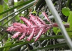 <i>Aechmea distichantha</i> Lem. [Bromeliaceae]