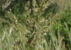<i>Canastra aristella</i> (Doell) Zuloaga & Morrone [Poaceae]