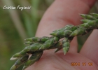 <i>Erianthecium bulbosum</i> Parodi [Poaceae]