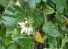 <i>Passiflora urnifolia</i> Rusby [Passifloraceae]