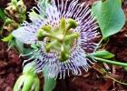 <i>Passiflora elegans</i> Mast. [Passifloraceae]