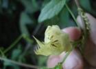 <i>Passiflora edulis</i> Sims [Passifloraceae]