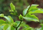 <i>Passiflora edulis</i> Sims [Passifloraceae]