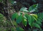 <i>Begonia fruticosa</i> (Klotzsch) A.DC. [Begoniaceae]