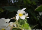 <i>Begonia per-dusenii</i> Brade [Begoniaceae]