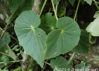 <i>Begonia per-dusenii</i> Brade [Begoniaceae]